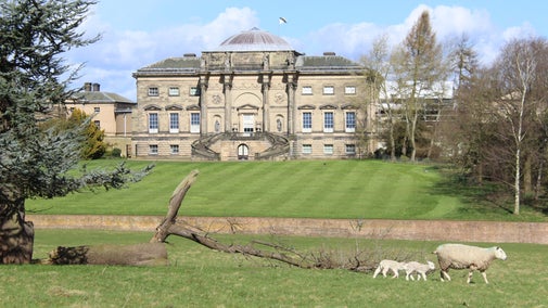 Lambs outside Kedleston Hall in the spring